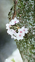 Detail on Sakura